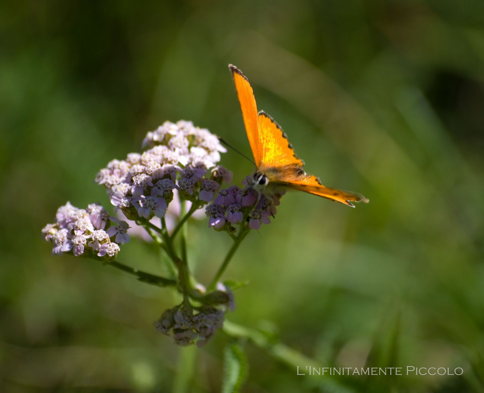 [Masino-071909_21.jpg]