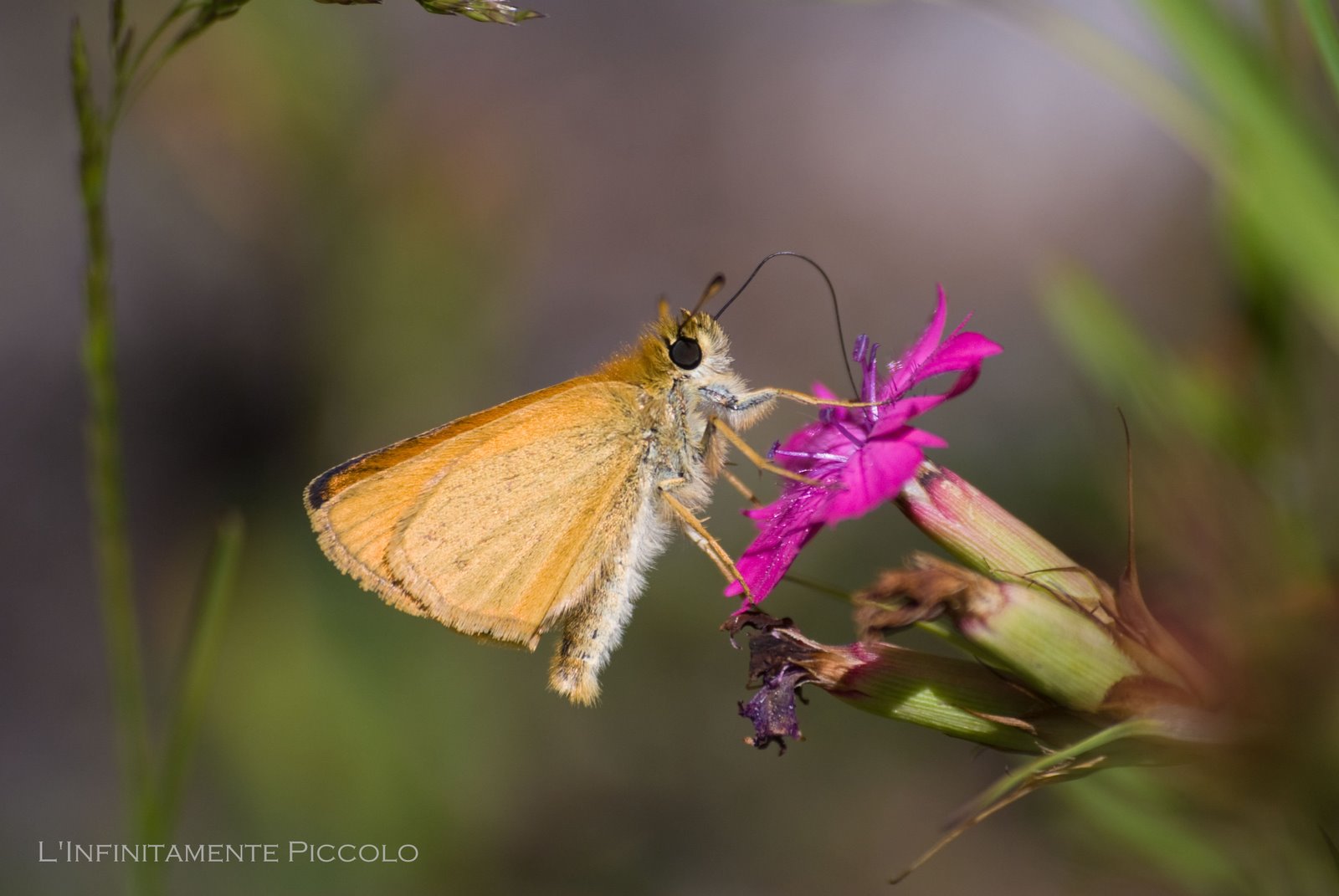 [Masino-071909_14.jpg]