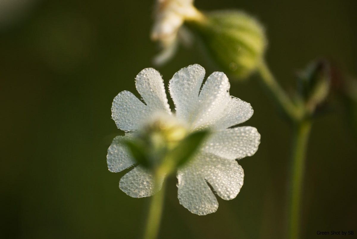 [Parco-di-Monza-10042009_073.jpg]