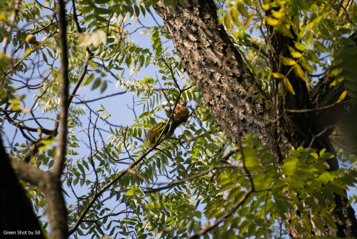 [Parco-di-Monza-10042009_115.jpg]