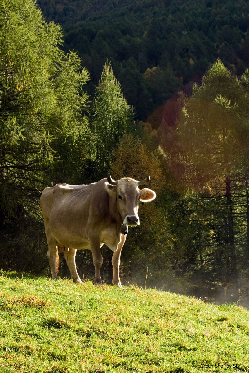 [Val-Grande-10102009_005.jpg]