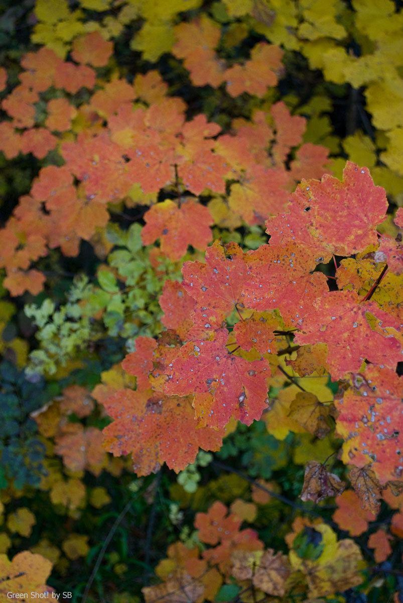 [Parcellara-10312009_067.jpg]