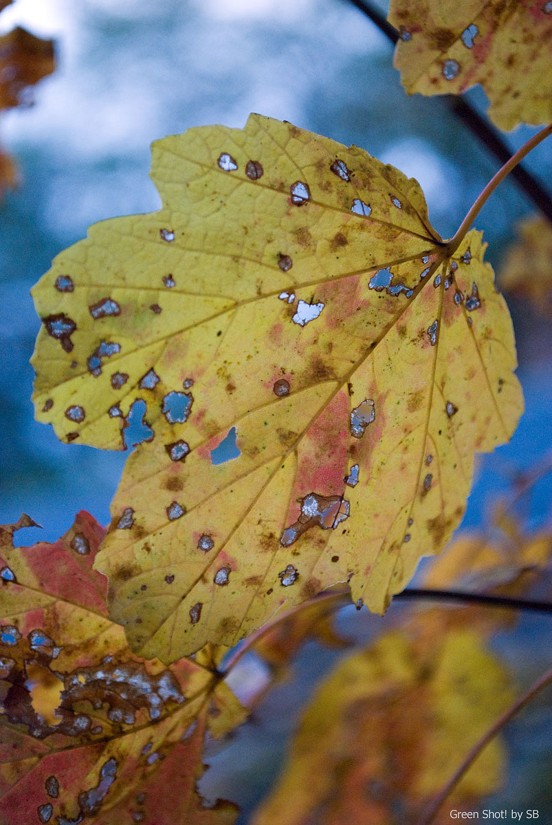 [Parcellara-10312009_073.jpg]