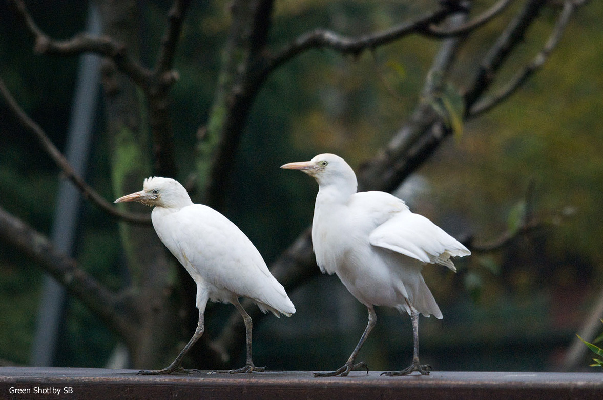 [Le-Cornelle11152009_066.jpg]