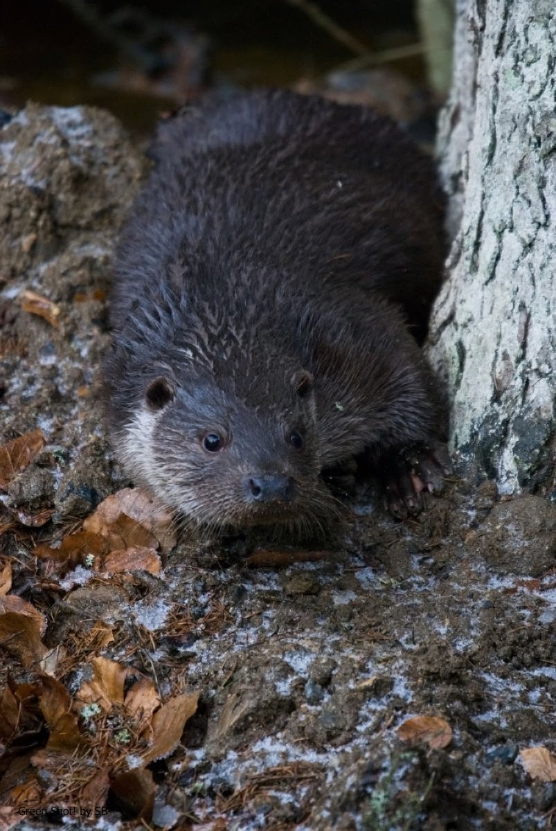 [Bayerischer-Wald-051209_10.jpg]