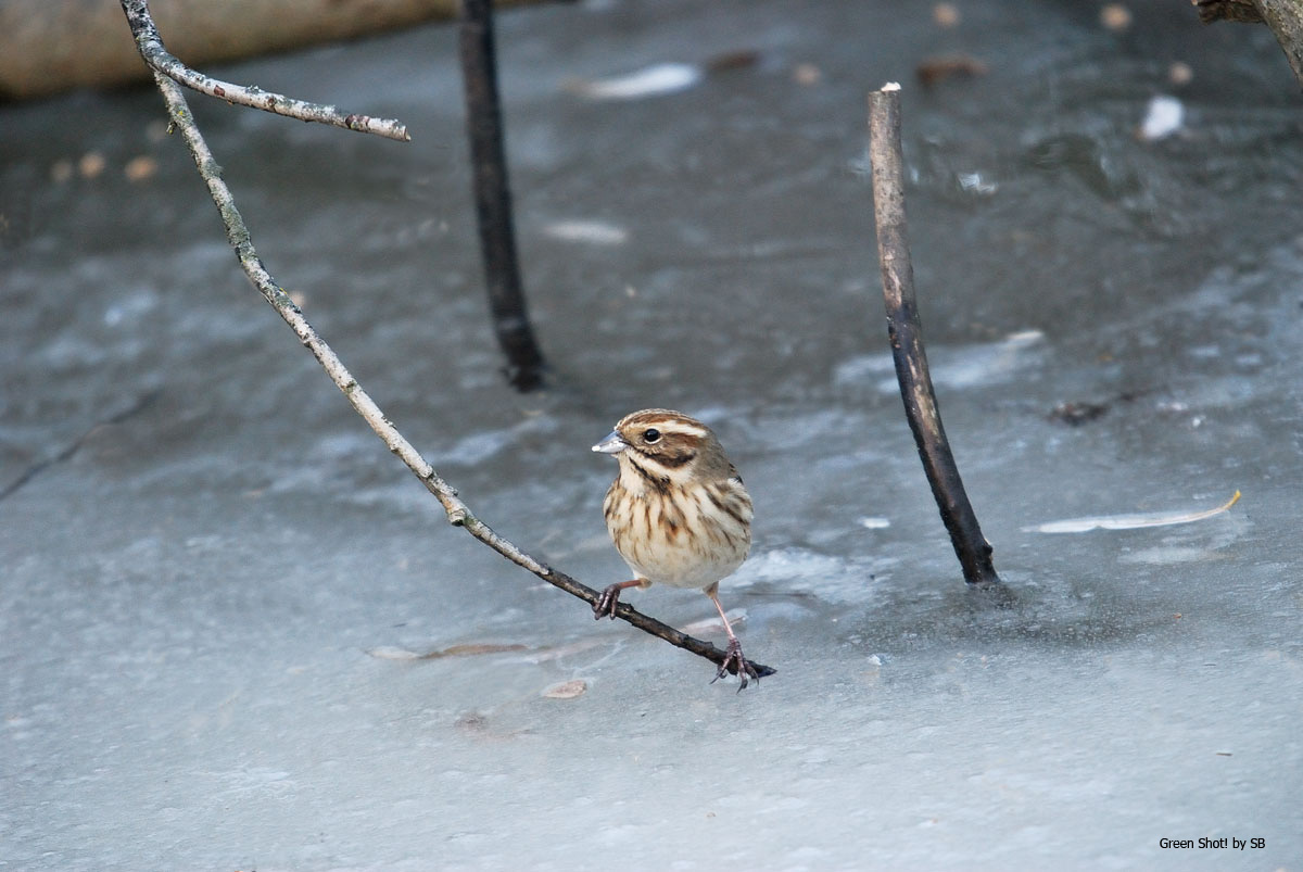 [Le-Foppe_070_291209.jpg]