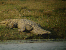 Crocodile in River Banas in Ranthambhore