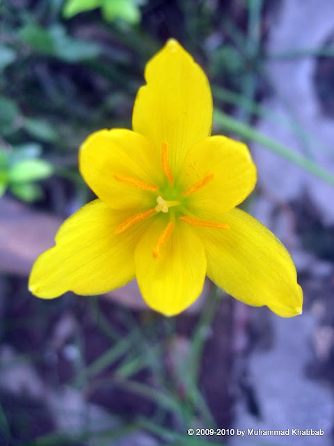yellow rain lily zephyranthes citrina