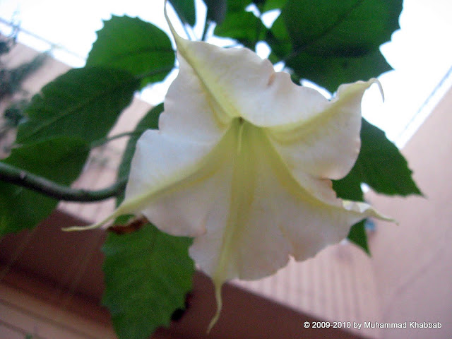 brugmansia fragrant flower angel trumpet