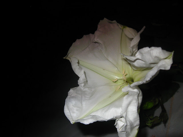 ipomoea alba moon flower lahore