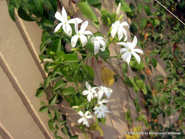 indian juhi jasmine azoricum