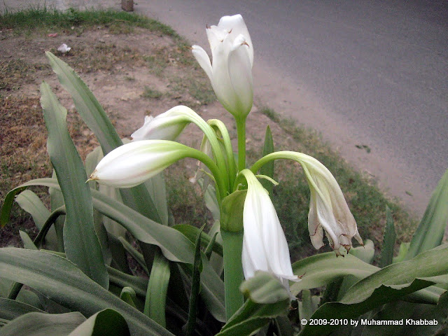 white crinum lily milk and wine lily
