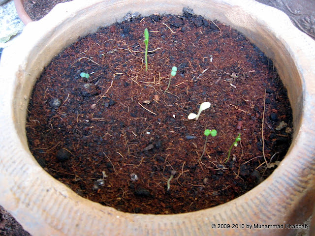seedling in pot