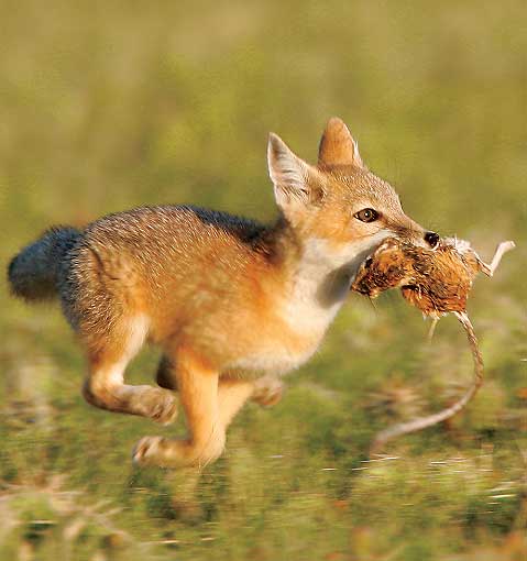 Can Rats Eat Bird Food Can Rats Eat Bird Food