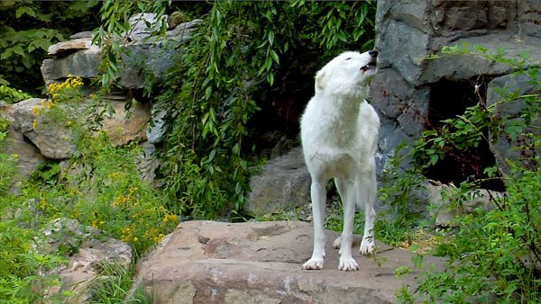 [Apache-the-Wolf-small1.jpg]