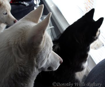 [IMG_8892Aw+copy.jpg]