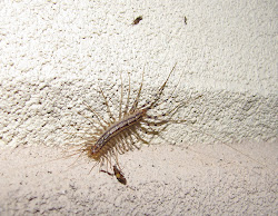 centipede bug centipedes eric