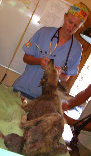 dog he redux sarna nicaragua chronicles sedated tumor shayna dr after