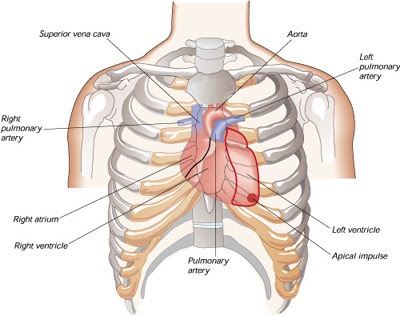 heart chest and its parts