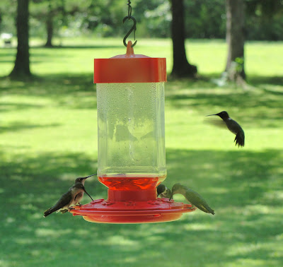 hummingbirds, nectar, hummingbird feeder