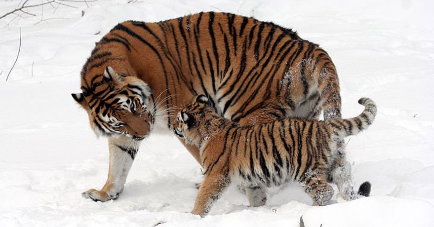 Siberian (Amur) Tiger: WHY SHOULD WE SAVE TIGER?