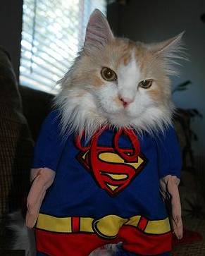 [supercat.jpg]