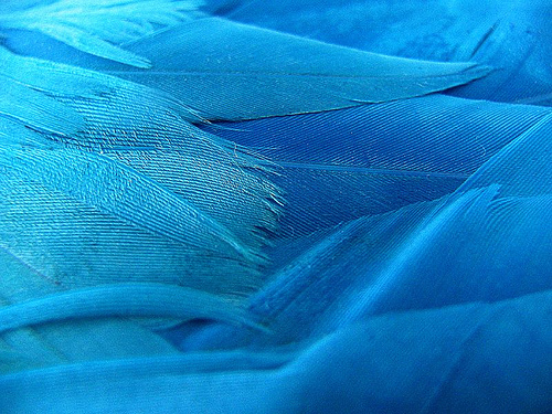 [feathers.jpg]