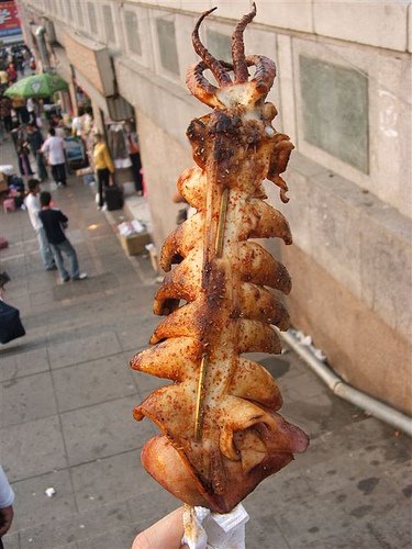 [squid_1.jpg]
