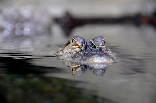 [gator.jpg]