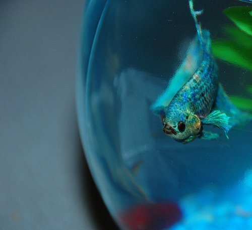 [betta.jpg]