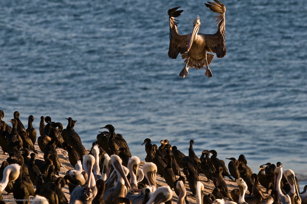 [pelican.jpg]