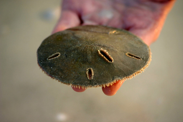 The Sand Dollar – the Animal that Can Clone Itself | The Ark In Space