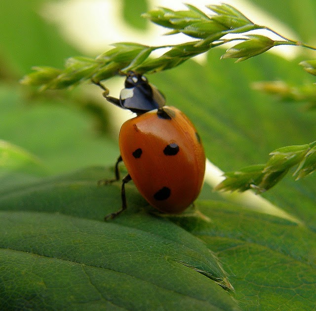 The Strange Life Cycle of the Ladybug The Ark In Space