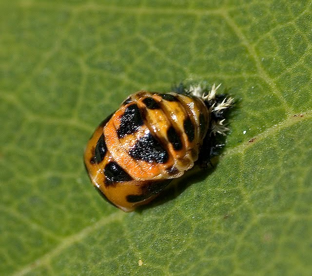 The Strange Life Cycle of the Ladybug The Ark In Space