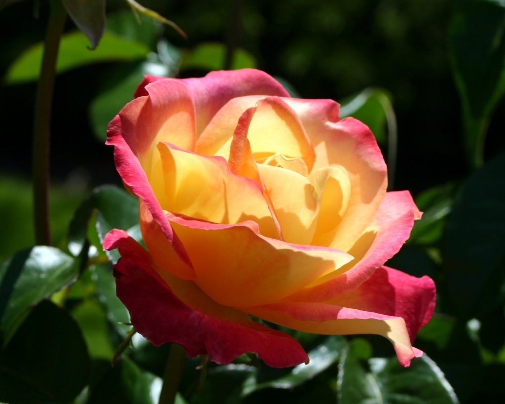 [6622flor7.jpg]