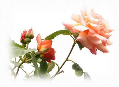 [flor.jpg]