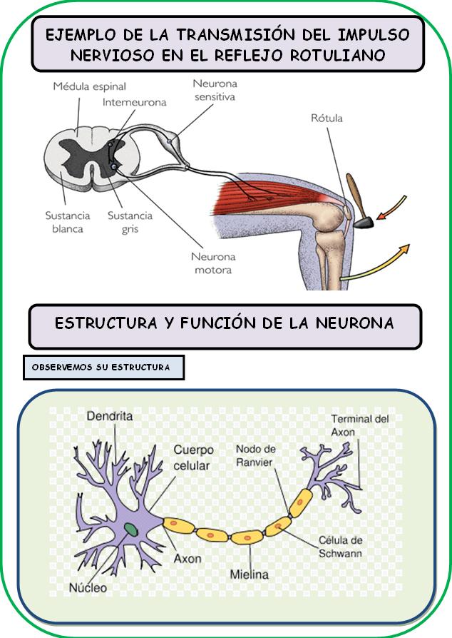El Impulso Nervioso Aprendamos