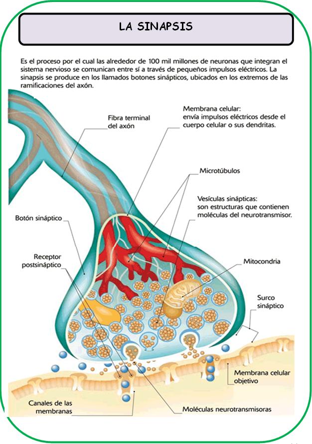 El Impulso Nervioso Aprendamos