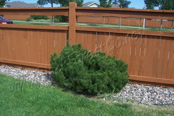 Denver Landscape Plants: Pinus Mugo - Mugo Pine