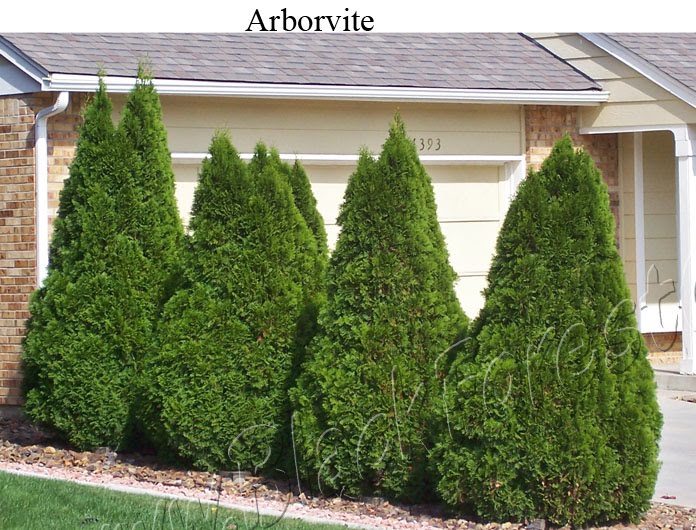 Denver Landscape Plants Arborvitae