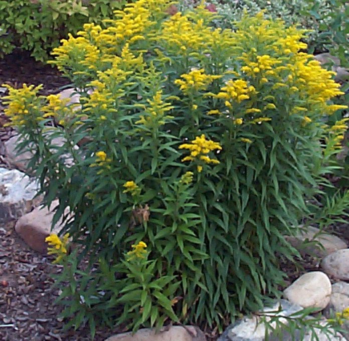 Denver Landscape Plants Goldenrod