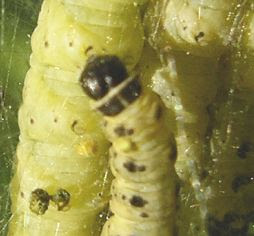Yponomeuta cagnagella (Euonymus Caterpillar)