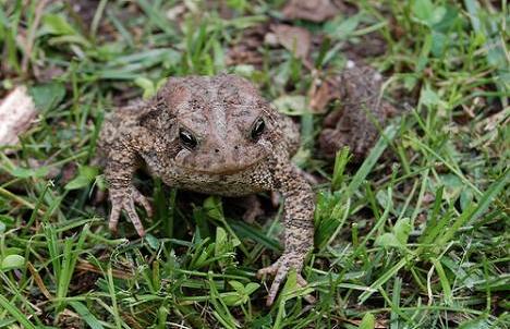 [toad-frog-biodiversity.jpg]