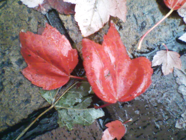 [two+leaves+in+love.jpg]