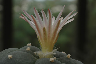 Flowering Lophophora koehresii (RS 1182; El Sabino, San Luis Potosí)
