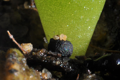 Lophophora alberto-vojtechii seedling with spent seed
