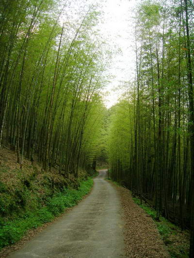 [bamboo-1.jpg]