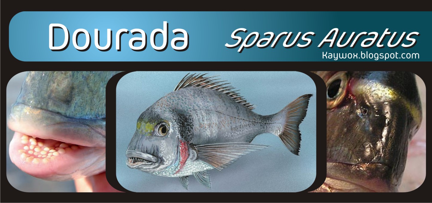 [dourada+-+Sparus+Auratus.jpg]