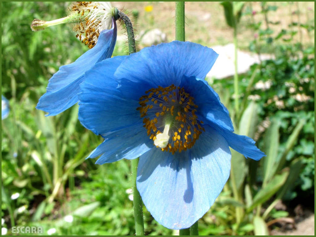 Escara's Fotoprojekte: Projekt Farbe bekennen - HELLBLAU