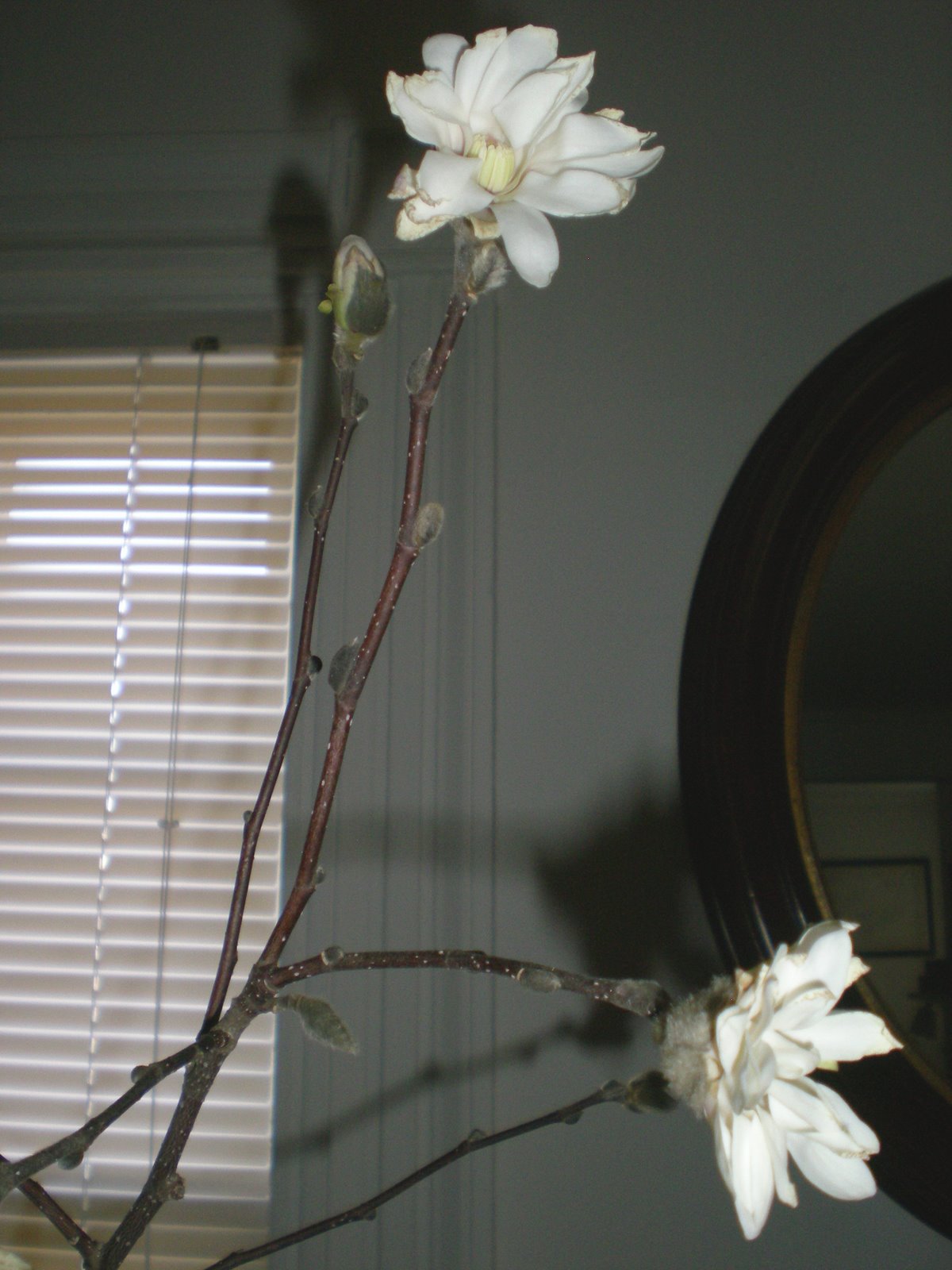 [magnolia+in+bloom.1.good.jpg]